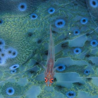 En un arrecife de coral cerca de la badia de Milne, en Papua Nueva Guinea, un gobi encuentra comida y refugio en el manto de una almeja gigante. © David Doubilet / National Geographic.