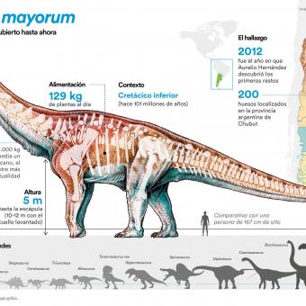 Infografía del Patagotitan mayorum.