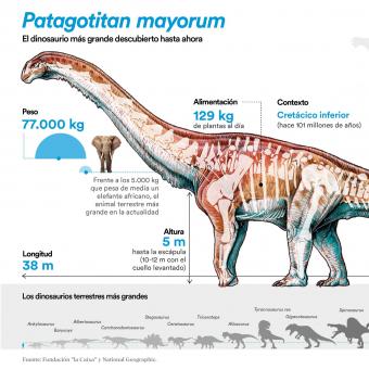 Infografía del Patagotitan mayorum.