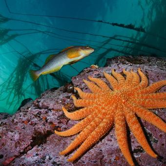 Un bacalao largo pasa nadando junto a una estrella de mar girasol de 19 brazos. Whiskey Point, isla de Quadra, Columbia Británica, Canadá. 