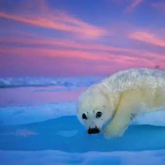 Una foca de Groenlandia de pelaje blanco descansa sobre el hielo bajo el cielo crepuscular. Golfo de San Lorenzo, Canadá. 