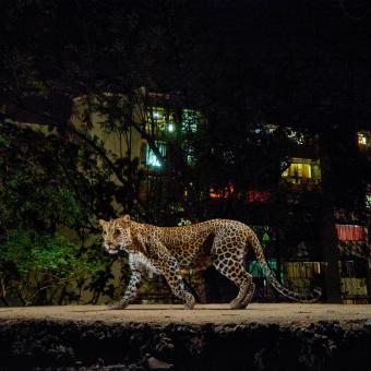 Leopardo en los suburbios de Bombay, colindantes al Parque Nacional Sanjay Gandhi (India). 