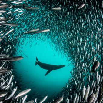 León marino de las Galápagos. Isla Isabela (islas Galápagos). 