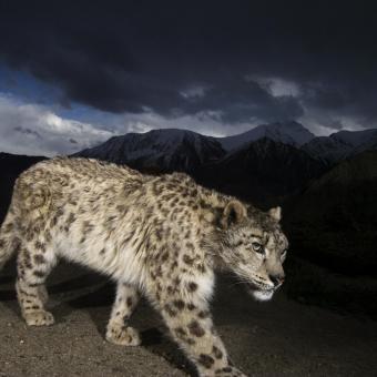 Leopardo de las nieves. Parque Nacional de Hemis, Ladakh, India. 