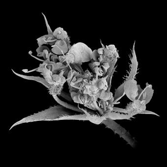 Flor sobre la que está posado un gorgojo de hábitos herbívoros.