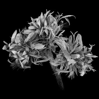 Acurrucado en el interior de una planta con flor, un pulgón canadiense, probablemente un ejemplar inmaduro de una especie de Macrosiphini, es el centro de un ecosistema en miniatura. De arriba abajo y de izquierda a derecha, todo lo que se ve en la imagen tiene solo unos tres milímetros de anchura en cualquier dirección. 