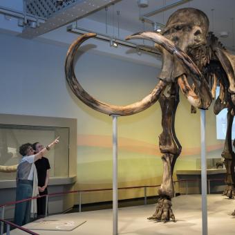 Vista frontal del fòssil de mamut siberià, peça principal de l'exposició.