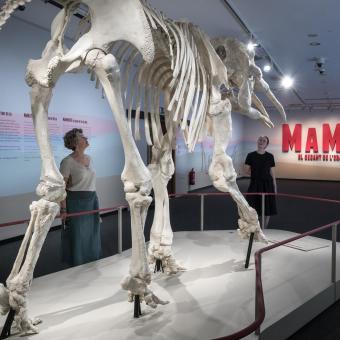 La exposición Mamut. El gigante de la Edad de Hielo permanecerá en CaixaForum Palma hasta octubre.