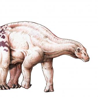 Brachytrachelopan mesai