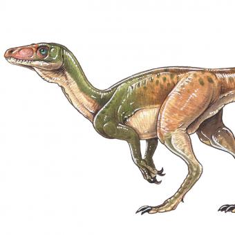 Eoraptor lunensis.