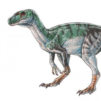 Herrerasaurus ischigualastensis.