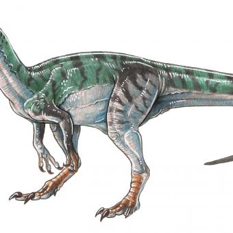Herrerasaurus ischigualastensis.