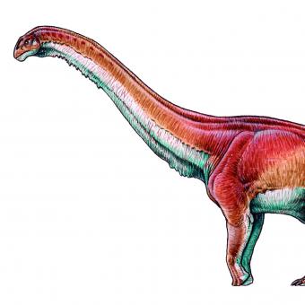 Patagotitan mayorum.