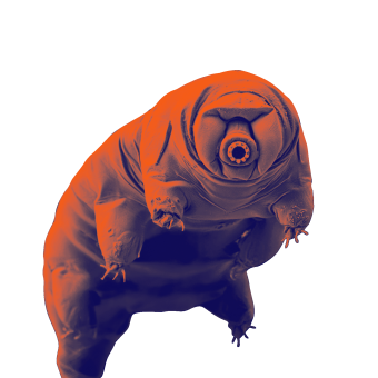 Tardigrade, one of the creatures in the exhibition. 