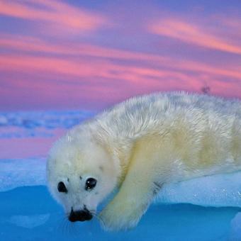 Una foca de Groenlandia de pelaje blanco descansa sobre el hielo bajo el cielo crepuscular.