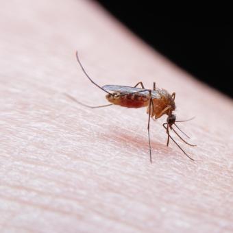 La malària es contagia a través de la picadura d'un mosquit Anopheles infectat.