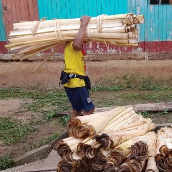  Tractament de les tiges del plàtan per a la producció de les biofibres.