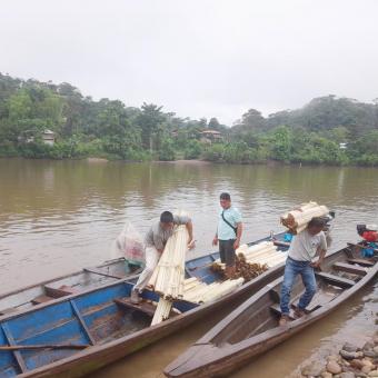 Transport de tija del plàtan per a la producció de les biofibres.