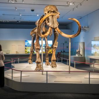 La pieza protagonista de la exposición «Mamut. El gigante de la edad de hielo».