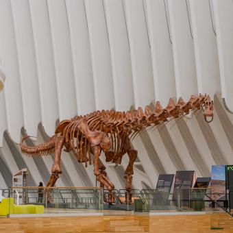 Vista general del Patagotitan mayorum en CaixaForum València.