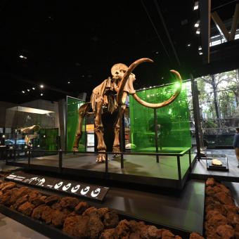 El esqueleto de mamut lanudo expuesto en la Sala Universo del Museo de la Ciencia CosmoCaixa.