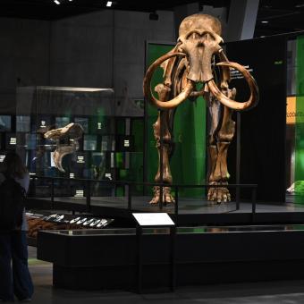 Dos visitantes admiran el esqueleto de mamut lanudo en el Museo de la Ciencia CosmoCaixa.
