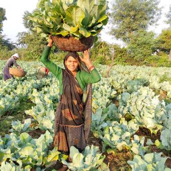 Una miembro de BASANT trabajando sus tierras. 