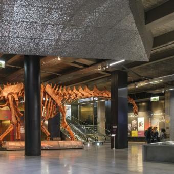 El esqueleto de Patagotitan mayorum está instalado en el hall de CaixaForum Sevilla.