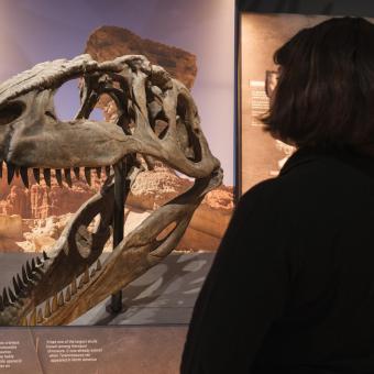 Una visitante frente al cráneo del Giganotosaurus.