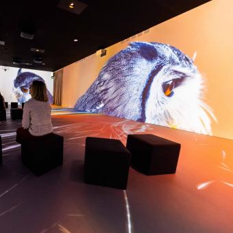 El tercer ámbito de la exposición habla de la recuperación de la naturaleza.
