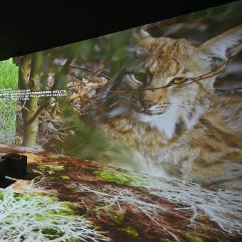 La recuperación del lince ibérico tiene un papel destacado en el ámbito 3 de Somos Naturaleza.