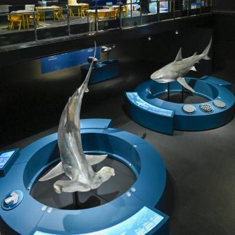 Imatge zenital d'una part de l'exposició Taurons a CosmoCaixa.