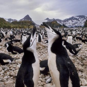 Exposición Base Antártica. Pingüinos Barbijo exhiben su comportamiento de cortejo. © Frans Lanting / National Geographic.