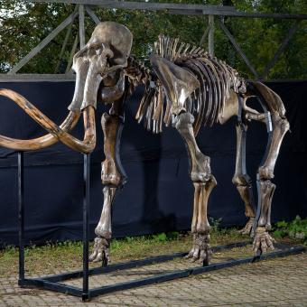 Exposición Mamut. Esqueleto de un mamut. Fundación ”la Caixa”.