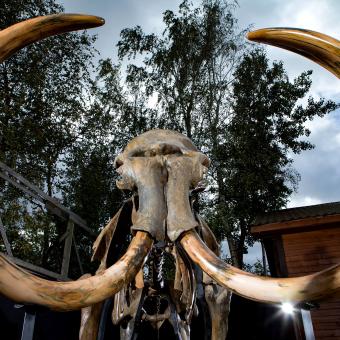 Exposición Mamut. Visión frontal del esqueleto de un mamut. Fundación ”la Caixa”.