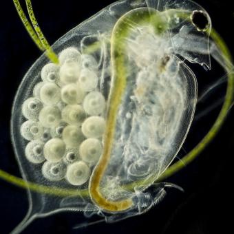 Exposición Micrarium. Hembra de pulga de agua (Daphnia sp.) con huevos en el marsupio. © Rubén Duro.
