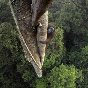 Orangután de Borneo Kalimantan, Borneo (Indonesia). © Tim Laman / National Geographic.