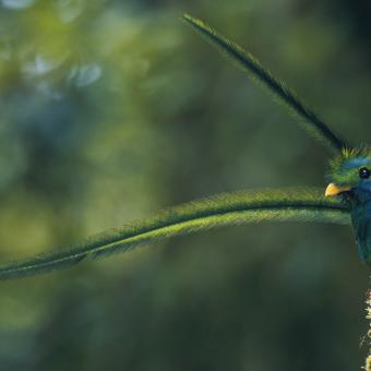 Macho de quetzal. Guatemala. © Steve Winter / National Geographic.