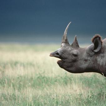 Rinoceronte negro. Cráter del Ngorongoro (Tanzania). © Mitsuaki Iwago / Minden Pictures.