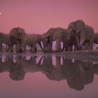 Elefantes en el Parque Nacional de Chobe (Botsuana). © Frans Lanting / National Geographic.
