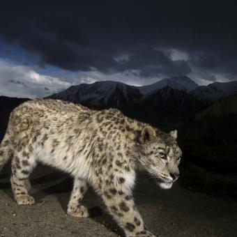 Leopardo de las nieves. Parque Nacional de Hemis, Ladakh, India. © Steve Winter / National Geographic.  