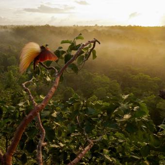 Macho de ave del paraíso esmeralda grande. Islas Aru (Indonesia). © Tim Laman / National Geographic.