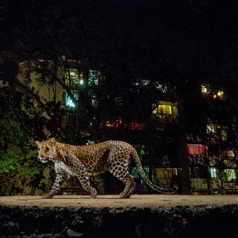 Leopardo en los suburbios de Bombay, colindantes al Parque Nacional Sanjay Gandhi (India). © Steve Winter / National Geographic.