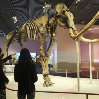 La exposición Mamut. El gigante de la Edad de Hielo indaga en la vida de estos animales fascinantes y misteriosos, auténticos iconos de la Edad de Hielo.