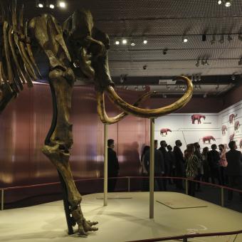 La pieza central de la exposición, que podrá verse hasta abril de 2022, es el esqueleto fosilizado real de un mamut siberiano que transportará a los visitantes a la Edad de Hielo.