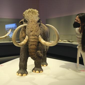 Mamut. El gigante de la Edad de Hielo se podrá visitar en CaixaForum Sevilla hasta el 10 de abril de 2022.