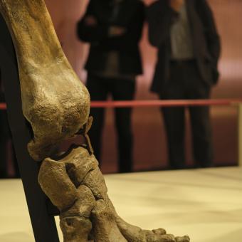 Exposición Mamut. El gigante de la Edad de Hielo. La pieza central de la exposición es el esqueleto fosilizado real de un mamut siberiano.