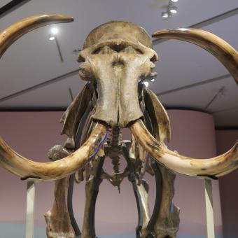 Vista frontal del cráneo del mamut en la exposición de CaixaForum.