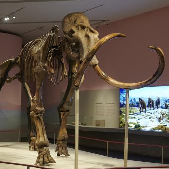 Esqueleto del mamut que puede verse en la exposición en CaixaForum.