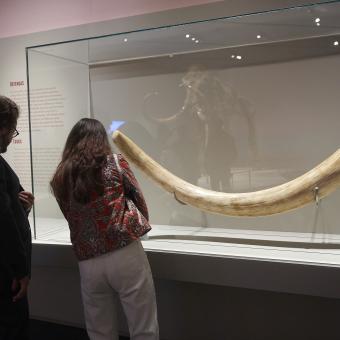 Visitantes observan una defensa de mamut que contiene la exhibición.